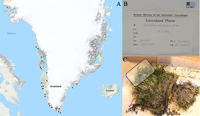 Biomonitoring of Polycyclic Aromatic Hydrocarbon Deposition in Greenland Using Historical Moss Herbarium Specimens Shows a Decrease in Pollution During the 20th Century